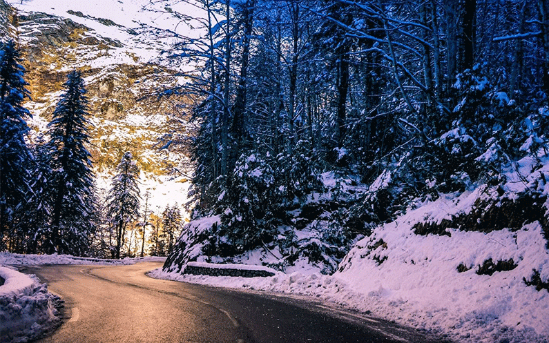 Snow-covered trees along an icy road