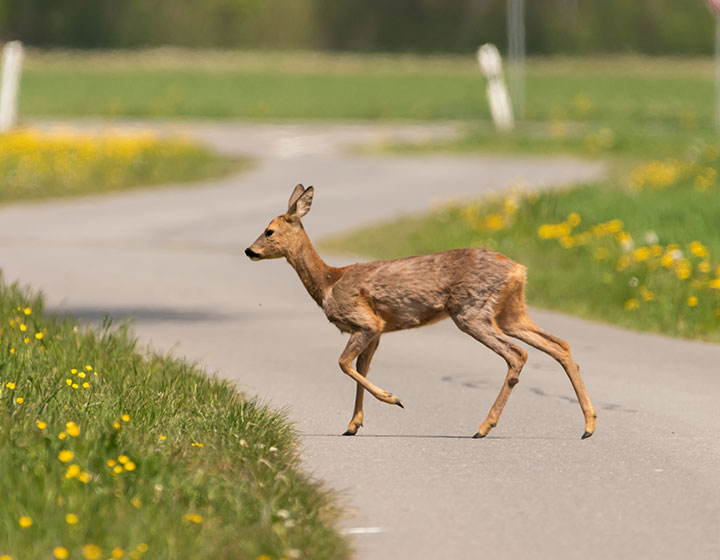 Beware The Autumn Roadways: Navigating The Surge Of Deer During Fall
